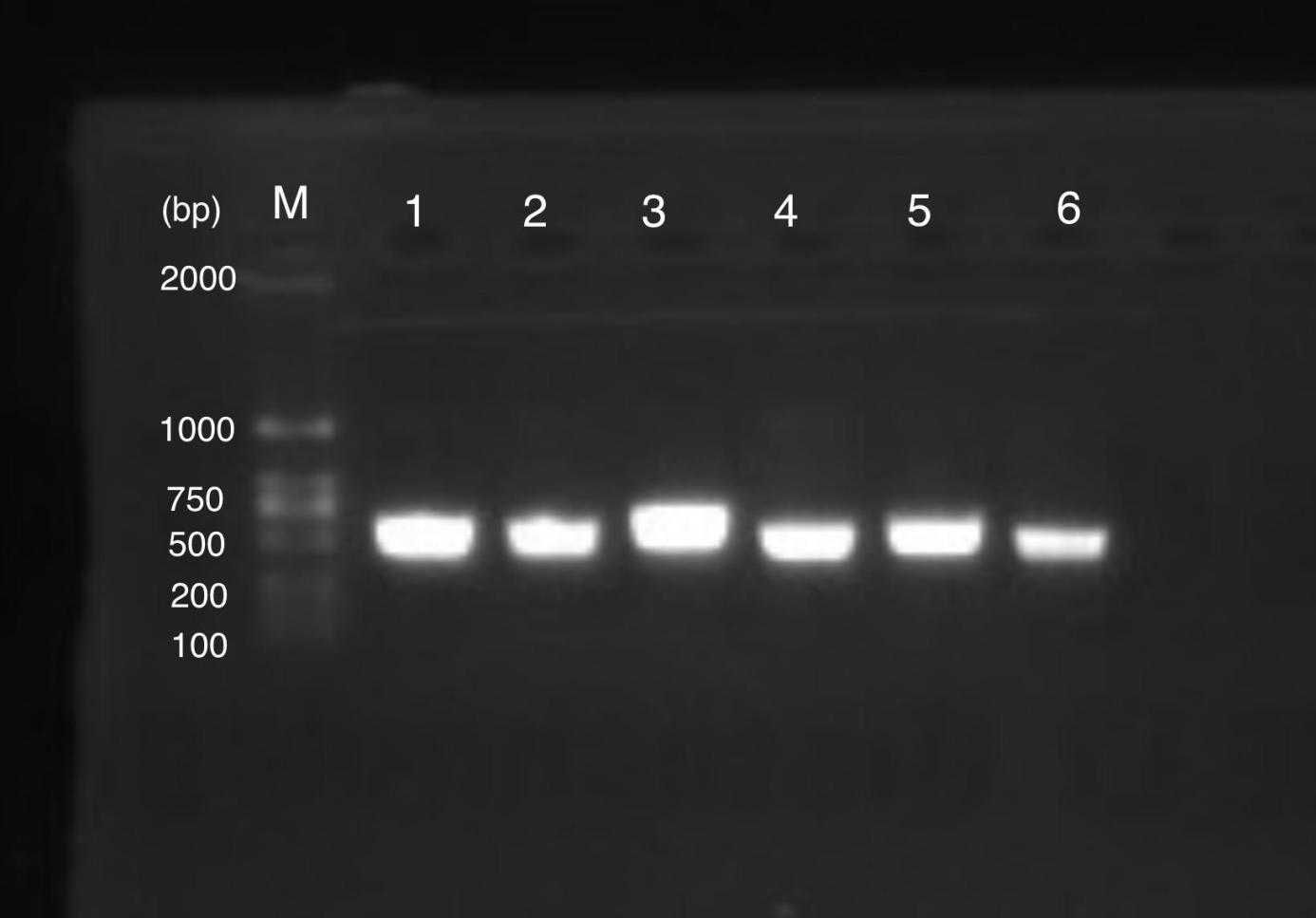 gel-sample